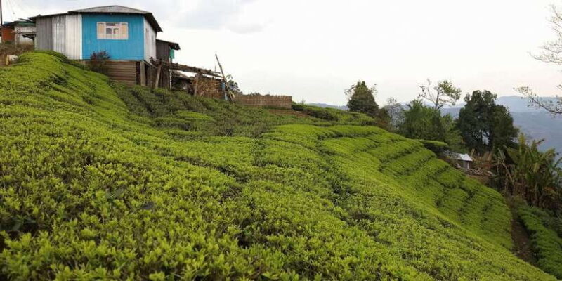 Ella: Day Tour From Kandy with Train Ride - FAQ