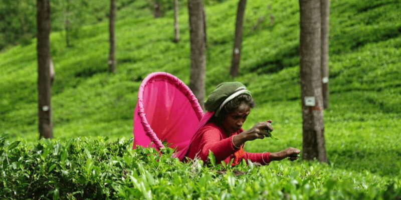 Ella Day Tour: with Tea Factory Visit From Colombo/ Negombo - Why This Tour Offers Good Value