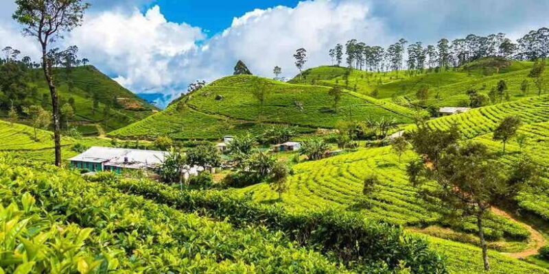 Ella Day Tour: with Tea Factory Visit From Colombo/ Negombo - Who Would Enjoy This Tour?