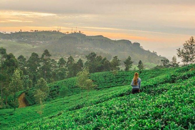 Ella Day Trip from Mirissa, Weligama, Galle, Hikkaduwa - Frequently Asked Questions (FAQs)