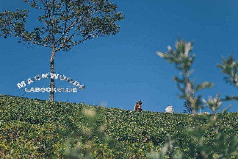 Ella Day Trip: with Little Adam's Peak Hike From Colombo - Key Points