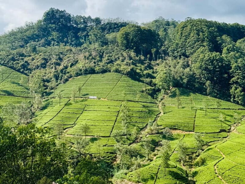 Ella Full-Day Tour from Mirissa/Ahangama/Hikkaduwa/Bentota - Ella Full-Day Tour from Mirissa, Ahangama, Hikkaduwa, or Bentota