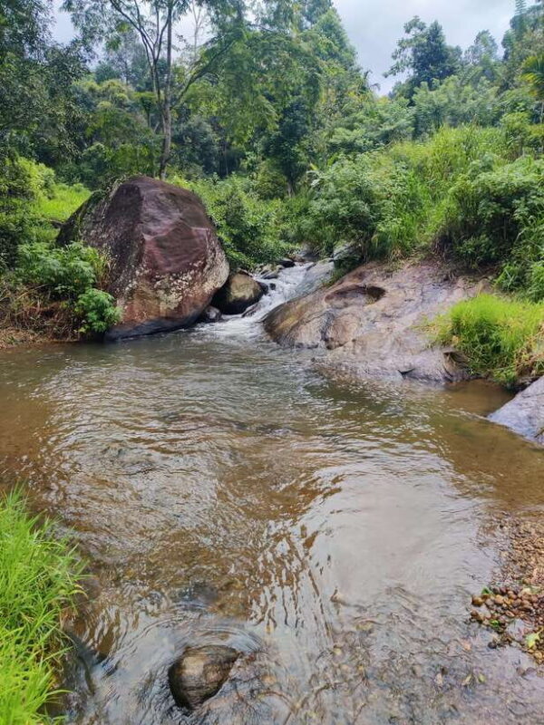 Ella: Guided Day Tour with Tea Estate Visit - Ella: Guided Day Tour with Tea Estate Visit — A Perfect Taste of Sri Lanka’s Natural Charm