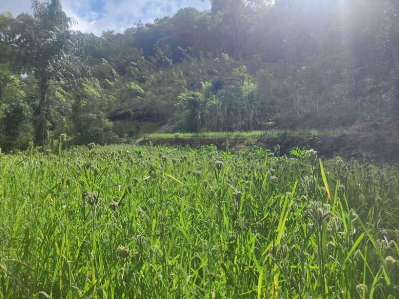 Ella: Guided Day Tour with Tea Estate Visit - Key Points