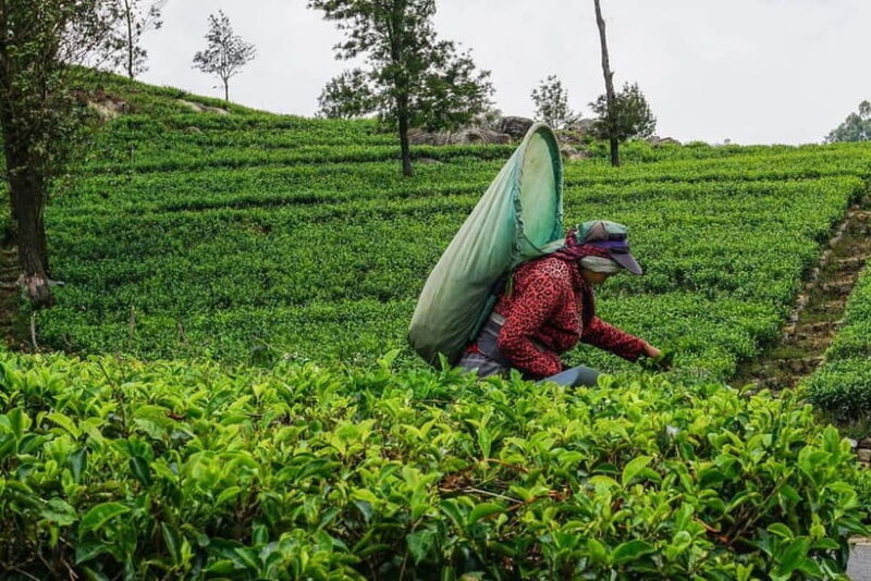 ELLA Lipton Seat Tea Test & Pluck 9Arch, Waterfalls, & Lunch - Exploring Ella’s Highlights: A Deep Dive