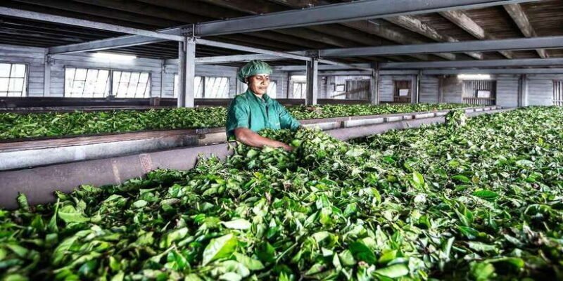 Ella: Lipton's Seat Tour with Dambetanna Tea Factory Visit - Ella: Liptons Seat Tour with Dambetanna Tea Factory Visit