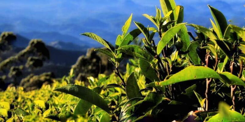 Ella: Lipton's Seat Tour with Dambetanna Tea Factory Visit - Who Will Appreciate This Tour?