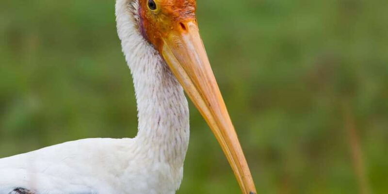 Ella: Safari Day Trip to Yala & Udawalawe with Lunch - Final Thoughts: Is It Worth It?