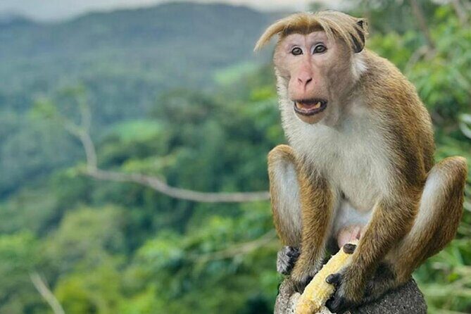 Ella Sir Lanka Most Beautiful Train Ride In the World by Jason - Exploring the Highlights of the Tour