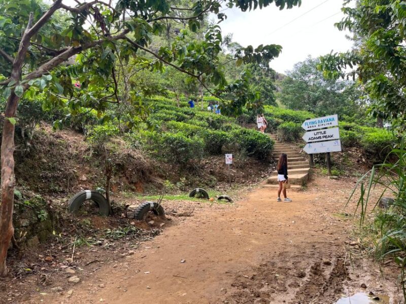 Ella: Tea Factory, Train, and Nine Arch Day Tour with Pickup - FAQ