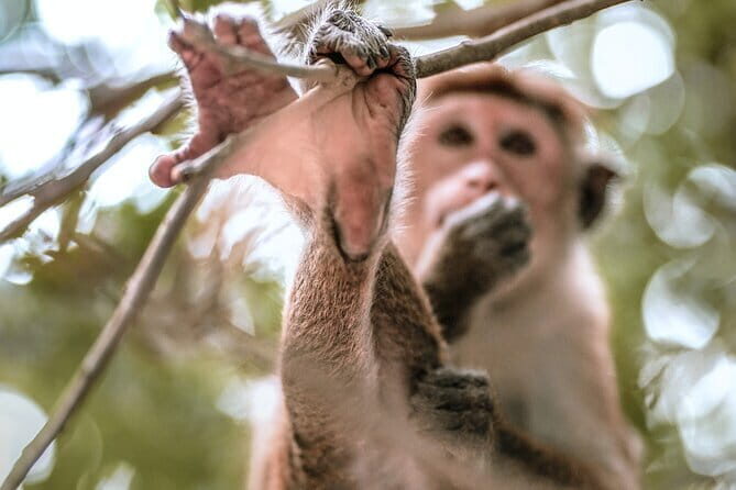 Ella to Mirissa Shuttle & Safari Drive - FAQ