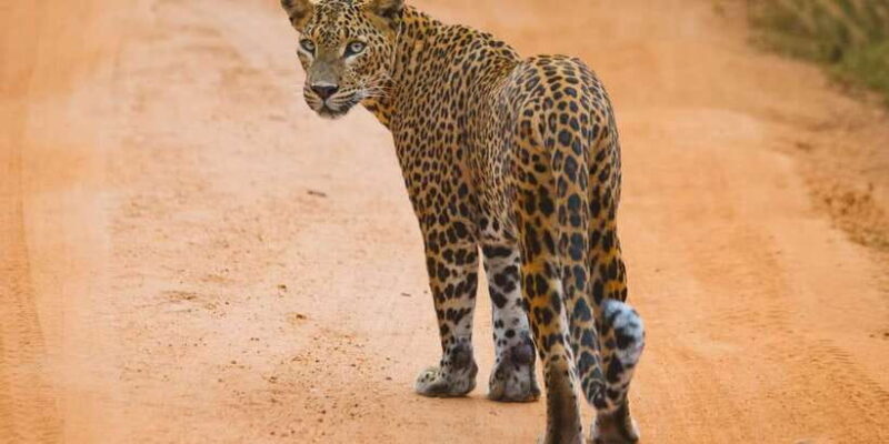 ELLA to TANGALLE/MIRISSA/GALLE Shuttle & YALA Safari - Ella to Tangalle, Mirissa, Galle Shuttle & Yala Safari: An Authentic Wildlife Journey