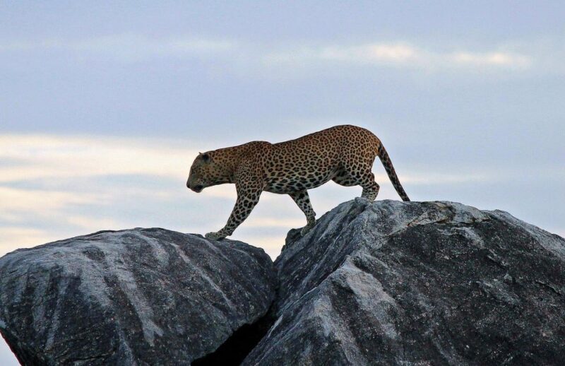 ELLA to TANGALLE/MIRISSA/GALLE Shuttle & YALA Safari - Who Should Consider This Tour?