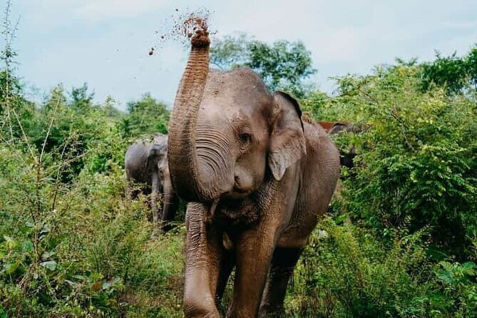 Ella to Tissamaharama / katharagama / Yala Transfers - FAQ