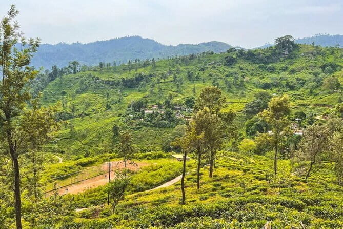 Ella to Udawalawa Wildlife Safari and Drop Down South - The Elephant Transit Home Experience