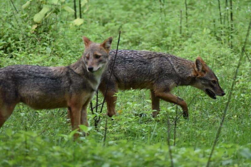 Ella: Transfer to Mirissa/Galle/Hikkaduwa & Udawalawe Safari - Ella: Transfer to Mirissa/Galle/Hikkaduwa & Udawalawe Safari – A Complete Adventure