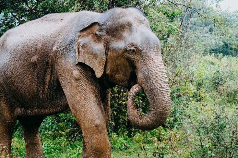 Ella: Transfer to Mirissa/Galle/Hikkaduwa & Udawalawe Safari - Transport, Pricing, and Practicalities