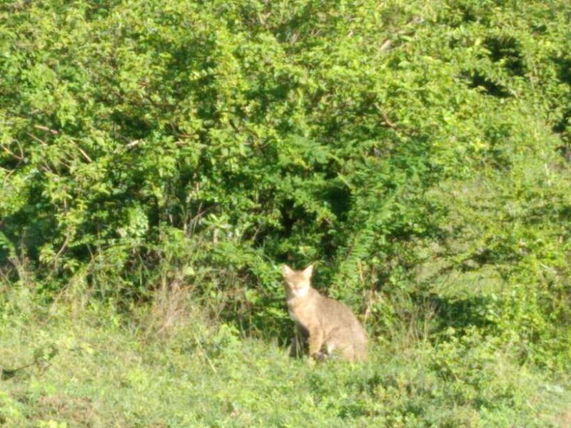 Ella: Transfer to Mirissa/Galle/Hikkaduwa & Udawalawe Safari - The Sum Up: Is This Tour Right for You?