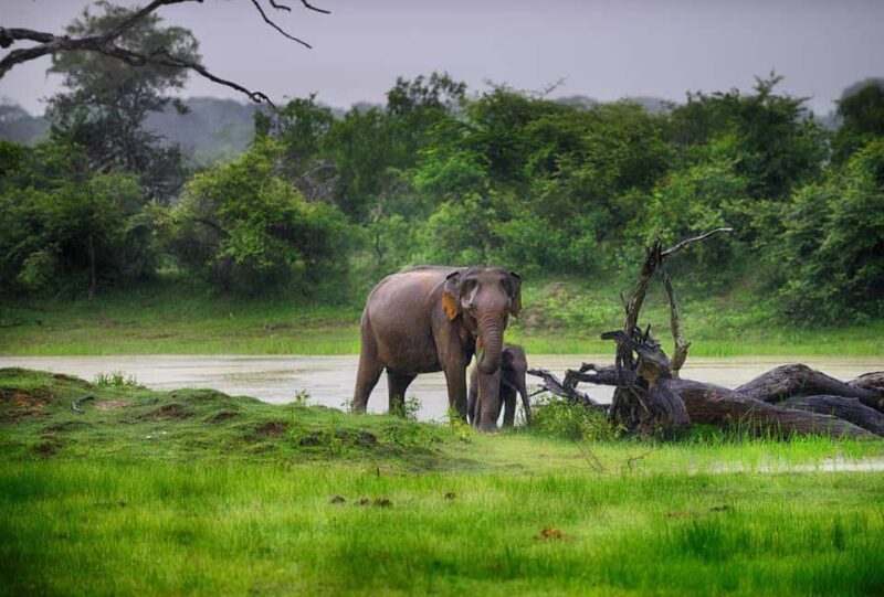 Ella: Transfer to Tangalle/Mirissa/Galle & Yala Safari Tour - Who Is This Tour Best For?