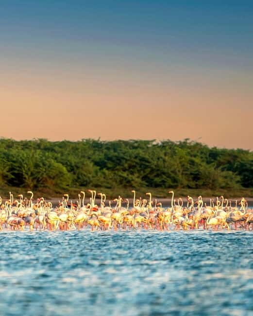 Ella : Yala Safari Drop : Arugambay / Arugam bay / Pottuvil - Photography and Observation