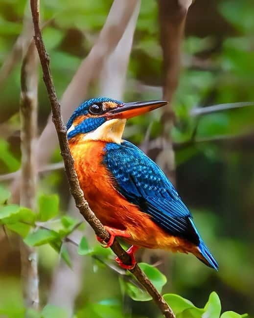 Ella: Yala Safari with Drop at Tangalle/ Hiriketiya/ Mirissa - Who Should Consider This Tour?