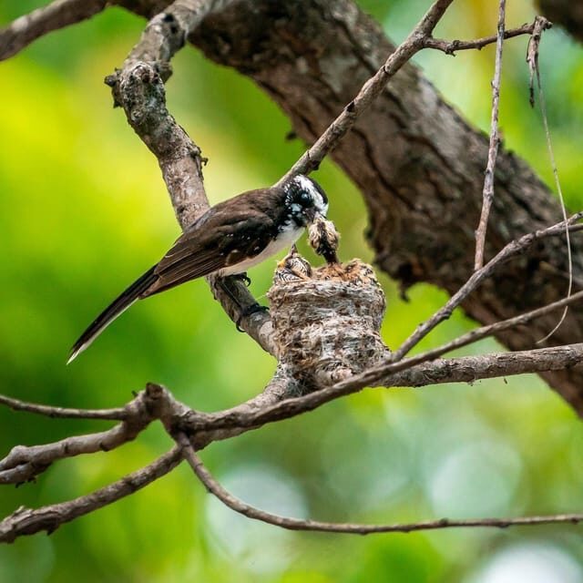 Ella: Yala Safari with Drop at Tangalle/ Hiriketiya/ Mirissa - Final Thoughts