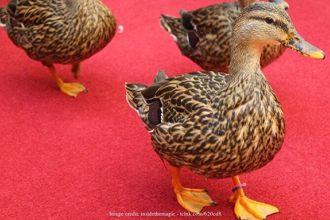 Elvis Presley Full-Day Private Tour of Memphis & Graceland - Practical Details and Value