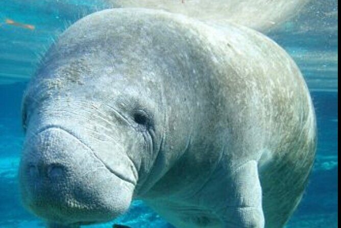 Set out on a Professional and Passionate Scuba Diving Adventure!" - A Detailed Look at the Costa Maya Scuba Tour