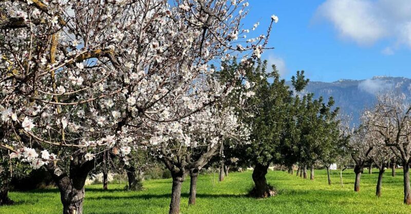 Embrace the enchantment of Mallorca's almond blossom season - Who Will Love This Tour?