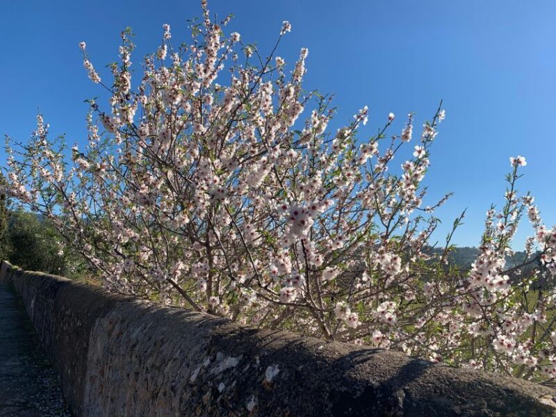 Embrace the enchantment of Mallorca's almond blossom season - FAQs