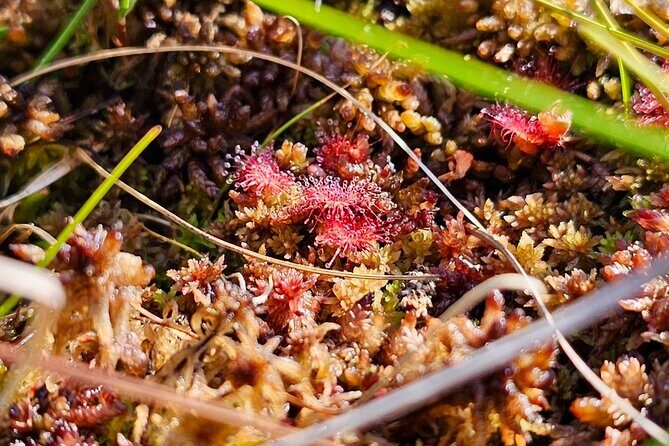 emeri Bogs Adventure: Explore Wetlands In Bog Shoes - What’s Included and How Does It Work?