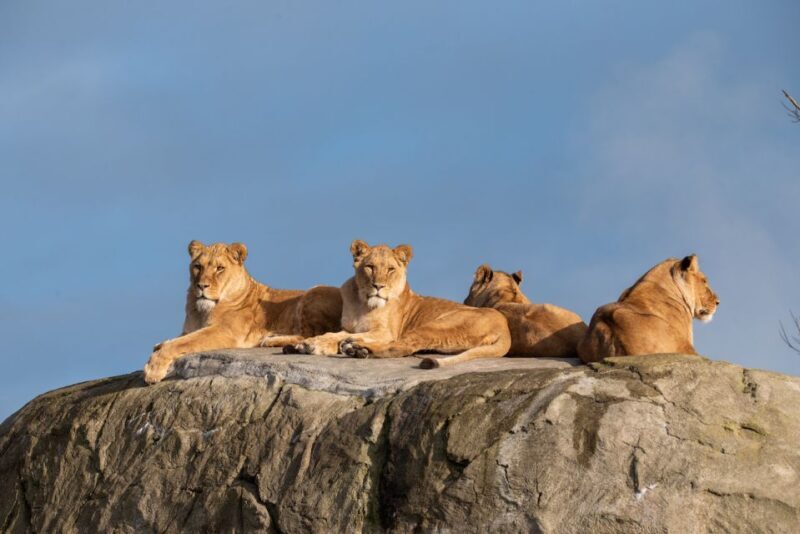 Emmen: Wildlands Adventure Zoo and Rimbula River Boat Ride - Location and Accessibility