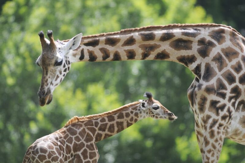 Emmen: Wildlands Adventure Zoo and Rimbula River Boat Ride - Practical Tips for Visiting