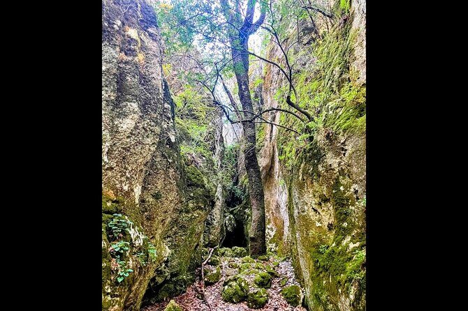 Enchanted Forest Hike and Wine Tasting Private Tour - The Experience: A Well-Rounded Journey into Korcula’s Natural and Cultural Heart