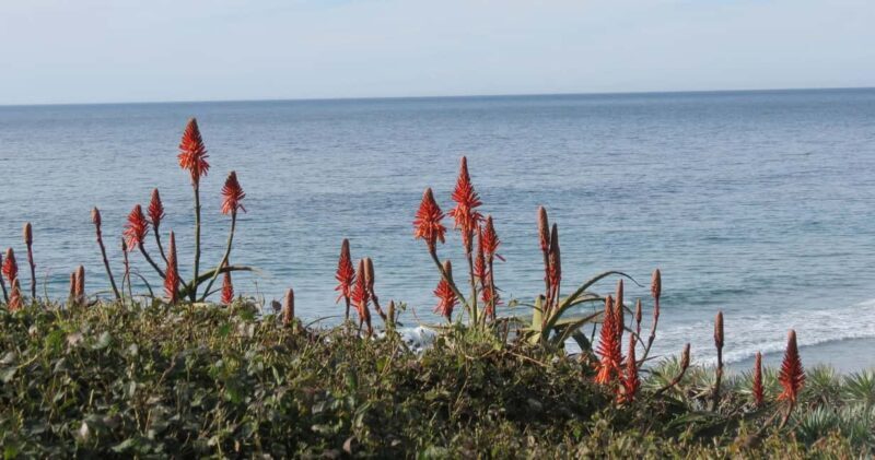 Encinitas: Downtown Walking Tour - The Itinerary: What You’ll See and Learn