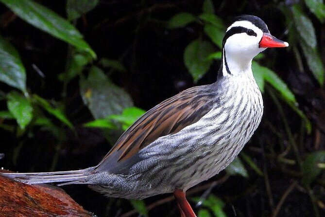 Endemic Birds Tour in Salento - A Deep Dive into the Endemic Birds Tour in Salento