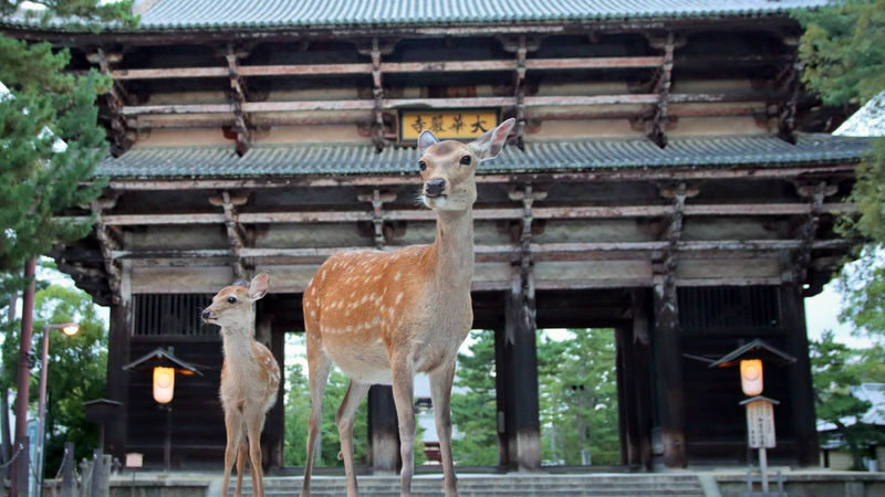 English Guided Sightseeing Bus "Perfect Nara Park Tour" - The details worth knowing