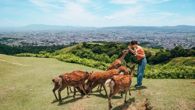English Guided Sightseeing Bus "Perfect Nara Park Tour" - A half-day plan for Nara’s biggest sights