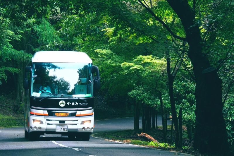 English Guided Sightseeing Bus "Perfect Nara Park Tour" - Kasuga Taisha: shrine rituals and a deer fortune