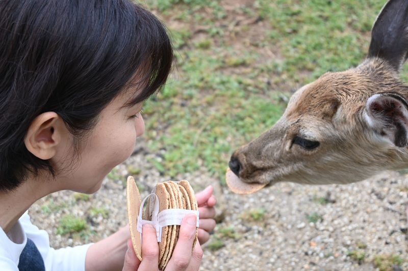 English Guided Sightseeing Bus "Perfect Nara Park Tour" - Mount Wakakusa: deer, crackers, and a broad view