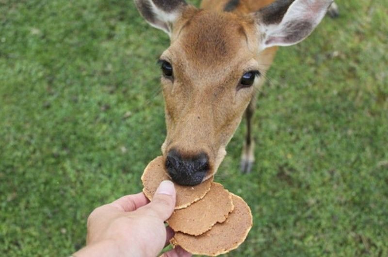 English Guided Sightseeing Bus "Perfect Nara Park Tour" - What the bus and included extras are worth