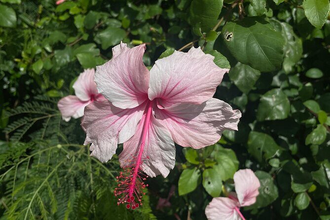 [English only] Spirit of Ishigaki: Explore the land, and lore - FAQ