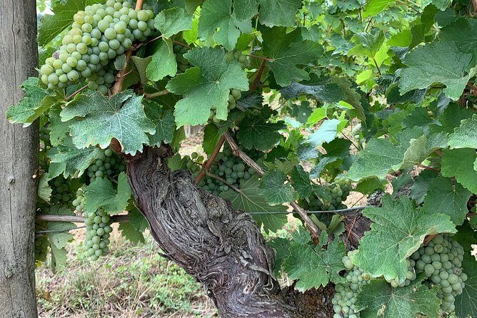 English Speaking Loire Winery Tours originating from Chinon - Who Should Consider This Tour?