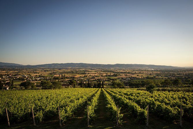 Enjoy and Taste the Flavors of Wine in an Open-air Venue - Who Should Consider This Tour?