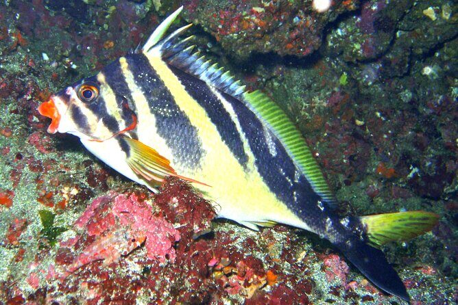 Enjoy Diving In Izu Discover Scuba Diving for Nondiver - Enjoy Diving In Izu: Discover Scuba Diving for Nondivers