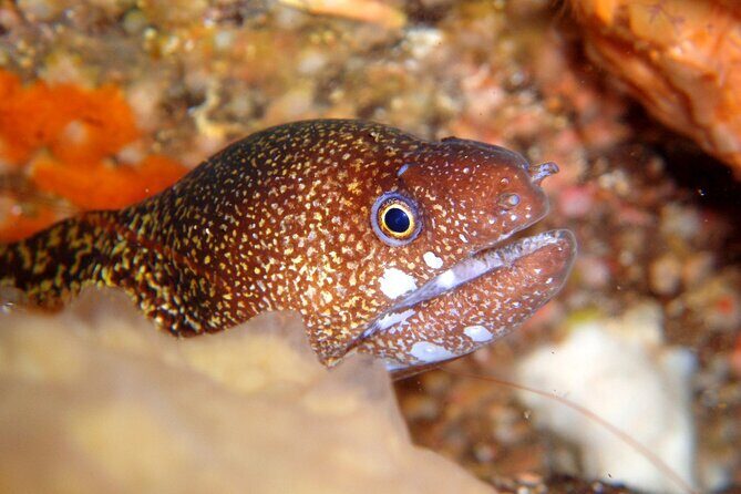 Enjoy Diving In Izu Discover Scuba Diving for Nondiver - Key Points