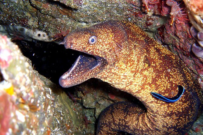 Enjoy Diving In Izu Discover Scuba Diving for Nondiver - The Sum Up