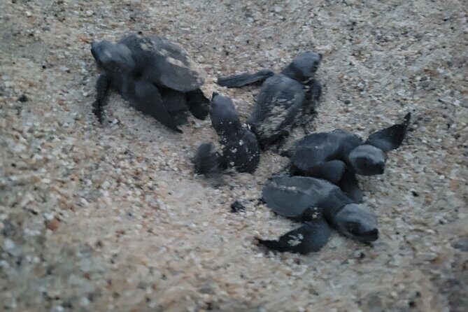 Enjoy Puerto Escondido with Beach and Nature from Oaxaca - The Value of This Tour