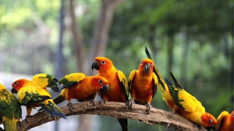 Enjoy the beach at Barú: Aviary + bioluminescense plankton - Final thoughts