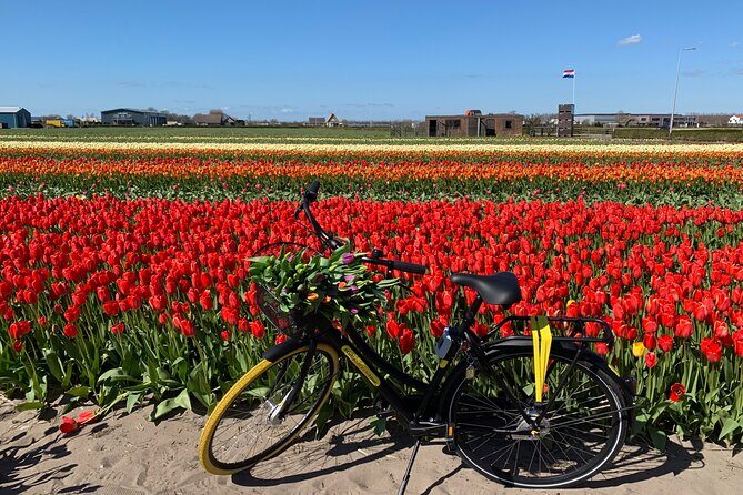 Enjoy the tulip fields by bicycle with a local guide! Tulip bike tour! - Key Points